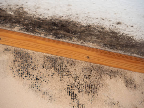 Professional Mold Inspection, Removal & Remediation in Shorewood, MN